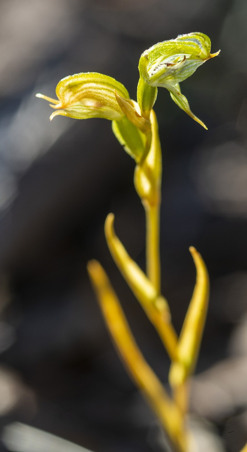 Pterostylis occulta photo 4