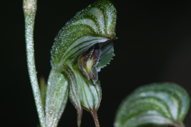 Pterostylis occulta photo 5