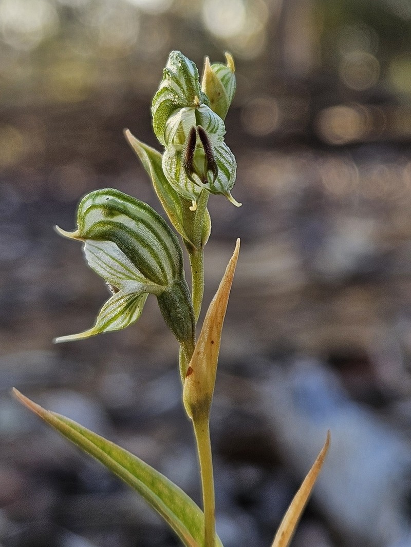 Pterostylis occulta photo 6