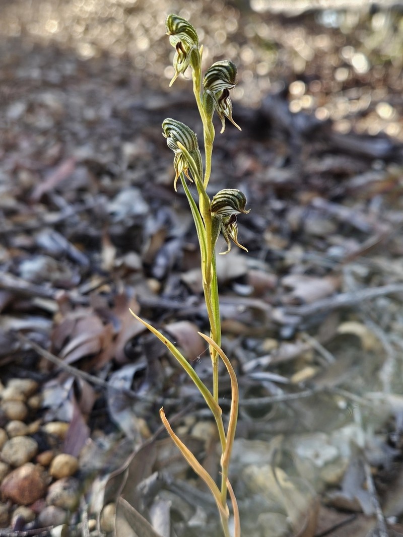 Pterostylis occulta photo 7