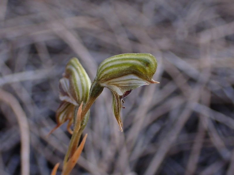 Pterostylis occulta photo 8