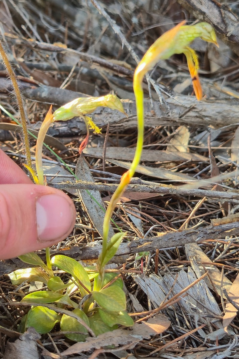 Pterostylis petiolata