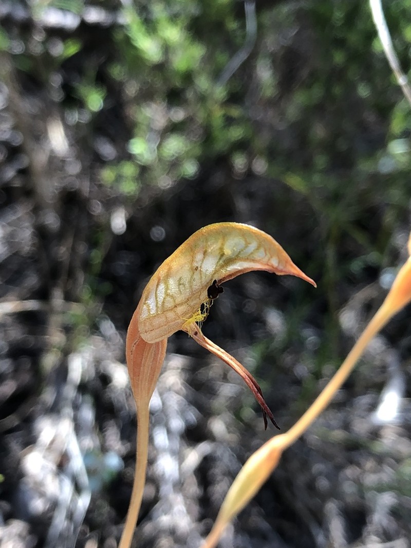 Pterostylis petiolata photo 2