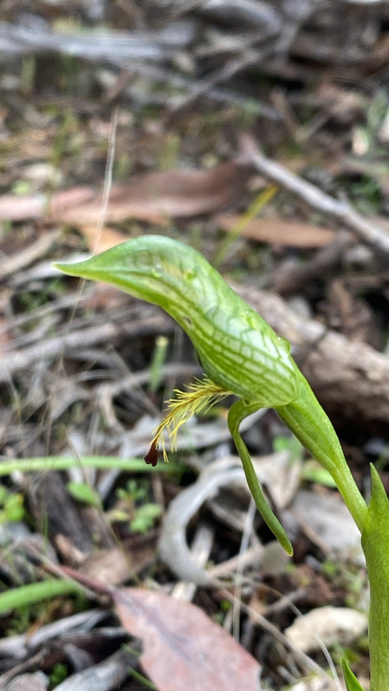 Pterostylis petiolata photo 3
