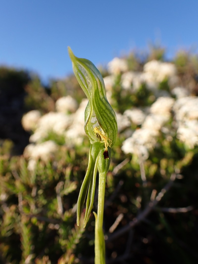 Pterostylis petiolata photo 4