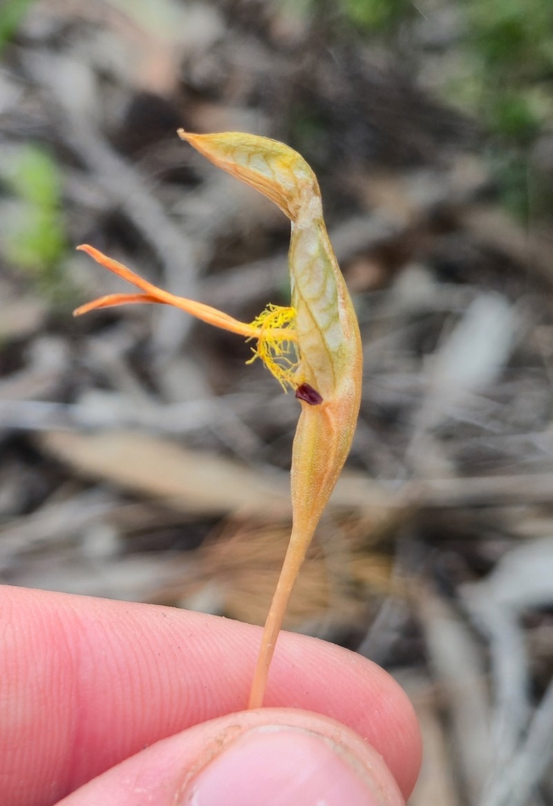 Pterostylis petiolata photo 5