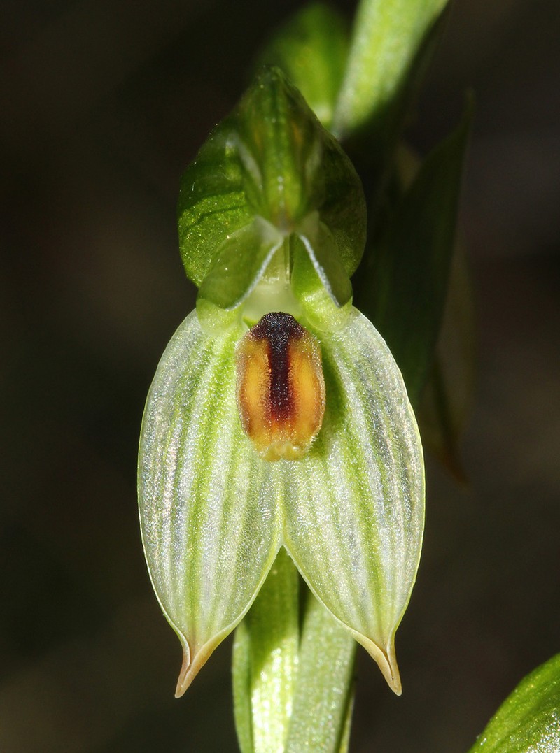 Pterostylis readii