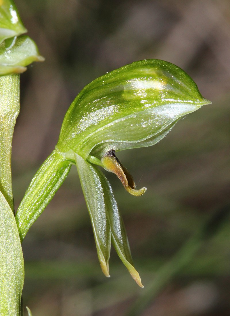 Pterostylis readii photo 3