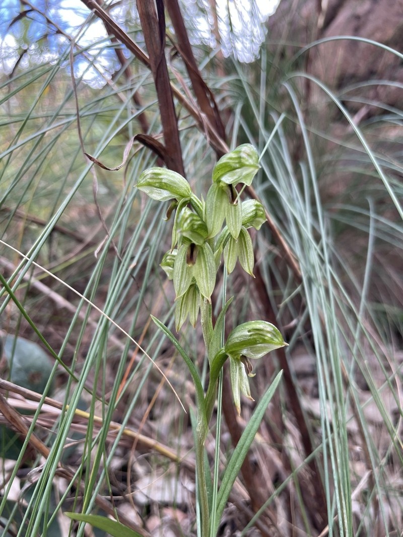 Pterostylis readii photo 4