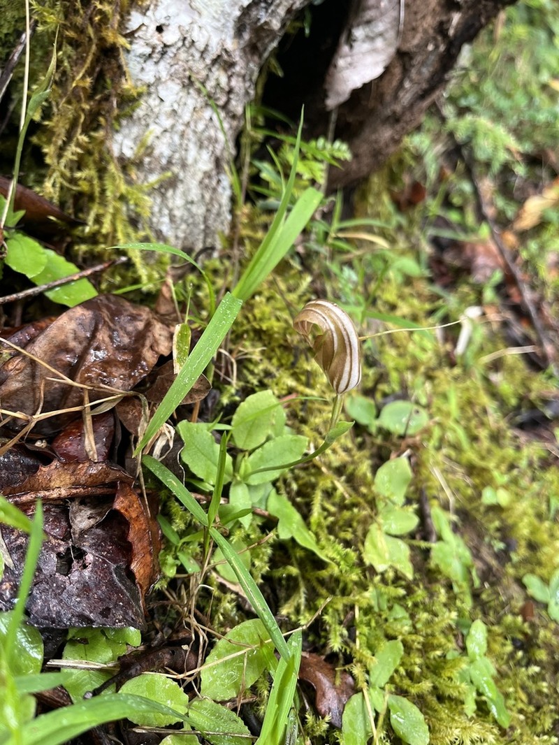 Pterostylis repanda