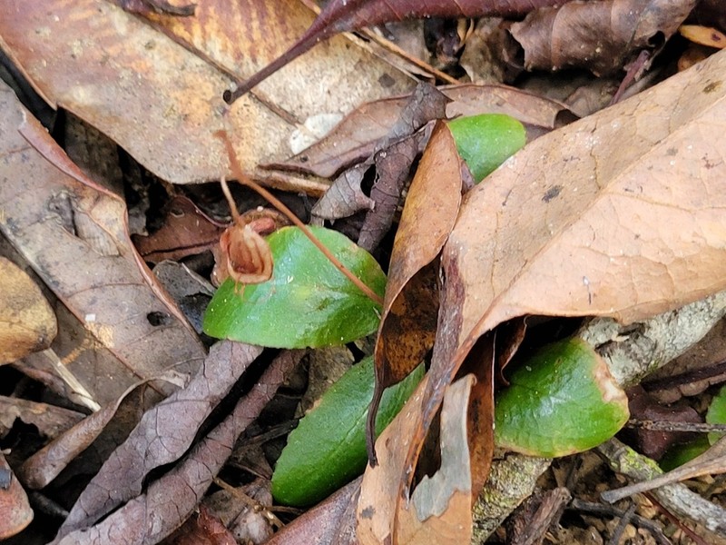 Pterostylis repanda photo 2