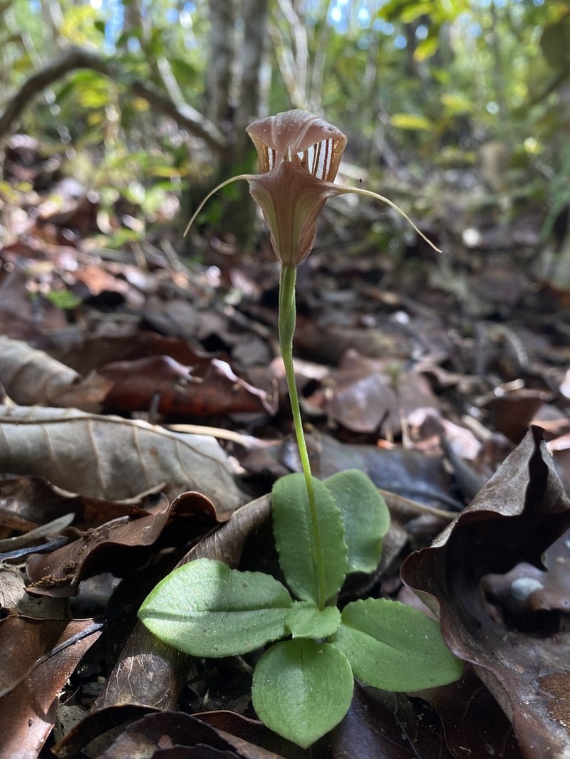 Pterostylis repanda photo 3