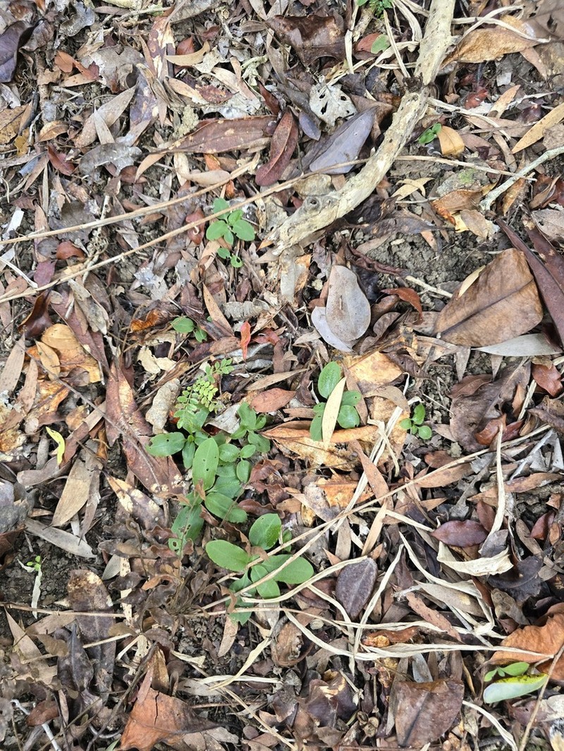 Pterostylis repanda photo 4