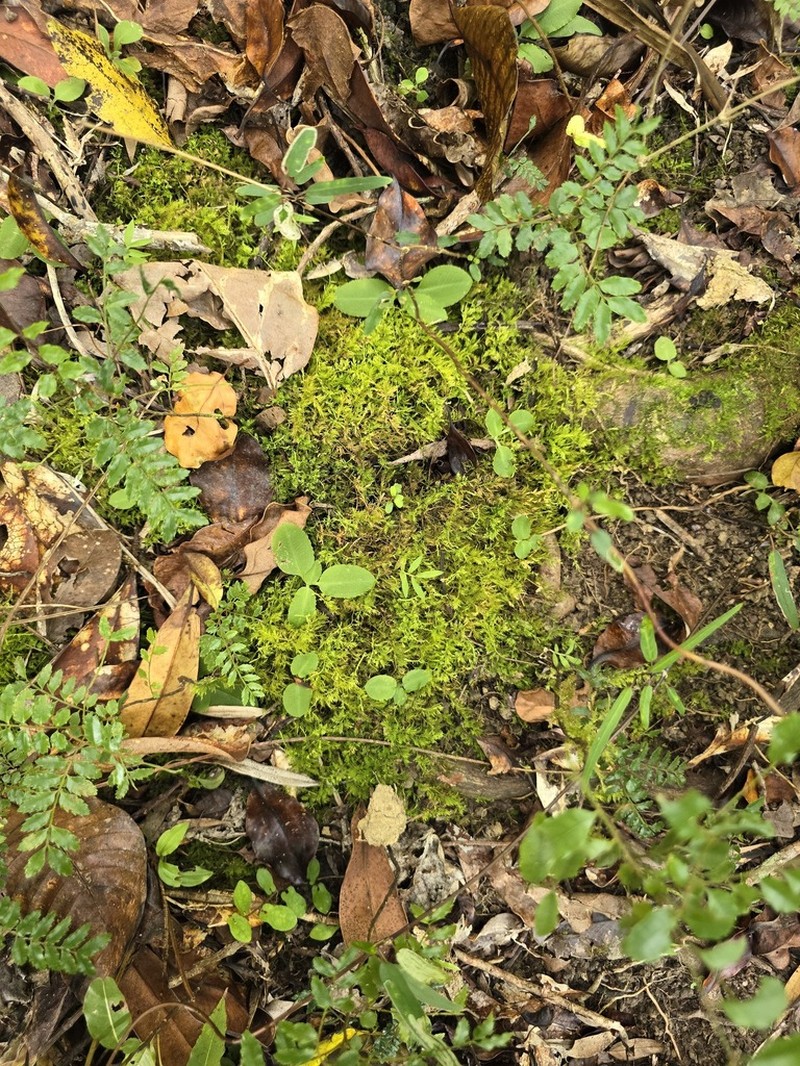 Pterostylis repanda photo 5