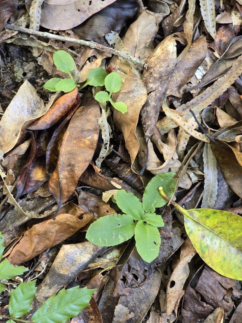 Pterostylis repanda photo 6