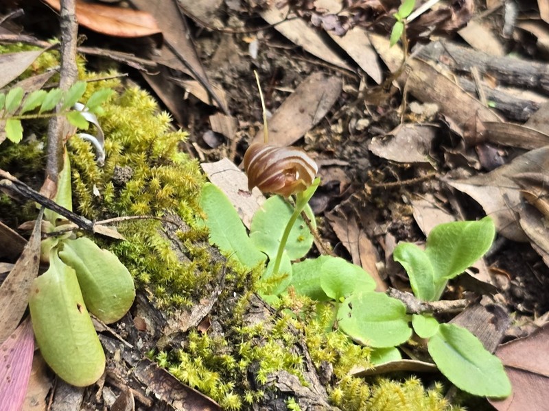 Pterostylis repanda photo 7