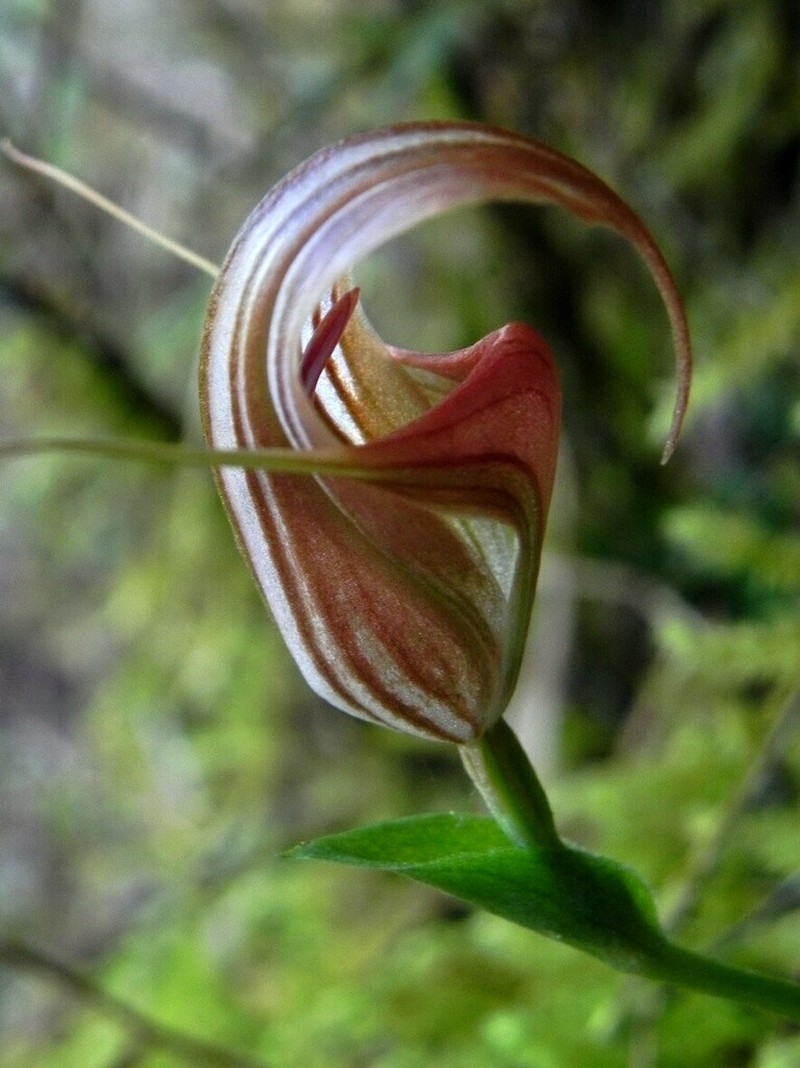 Pterostylis repanda photo 8