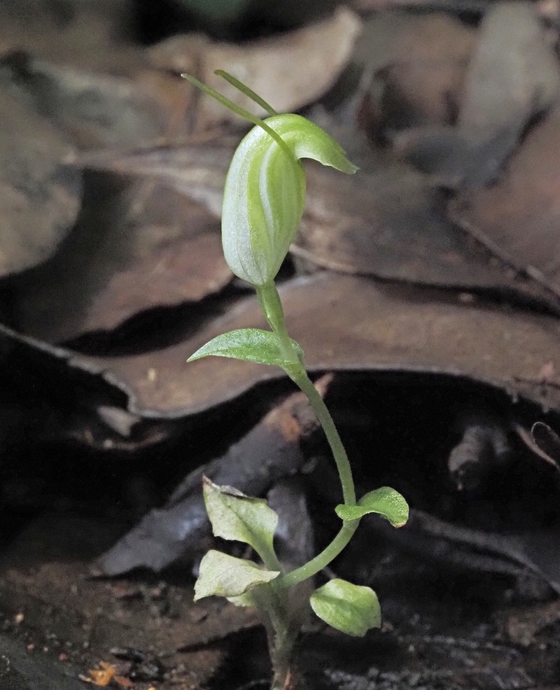 Pterostylis saxum