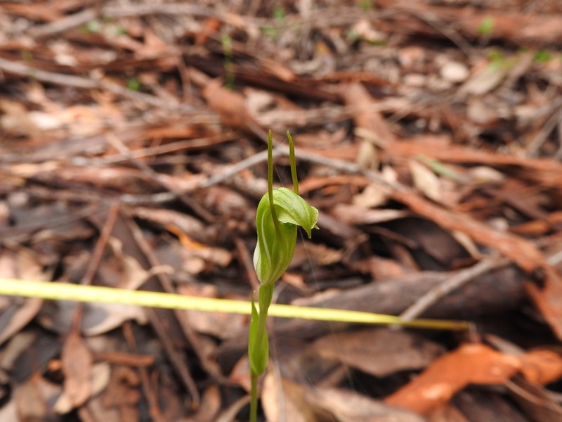 Pterostylis saxum photo 2