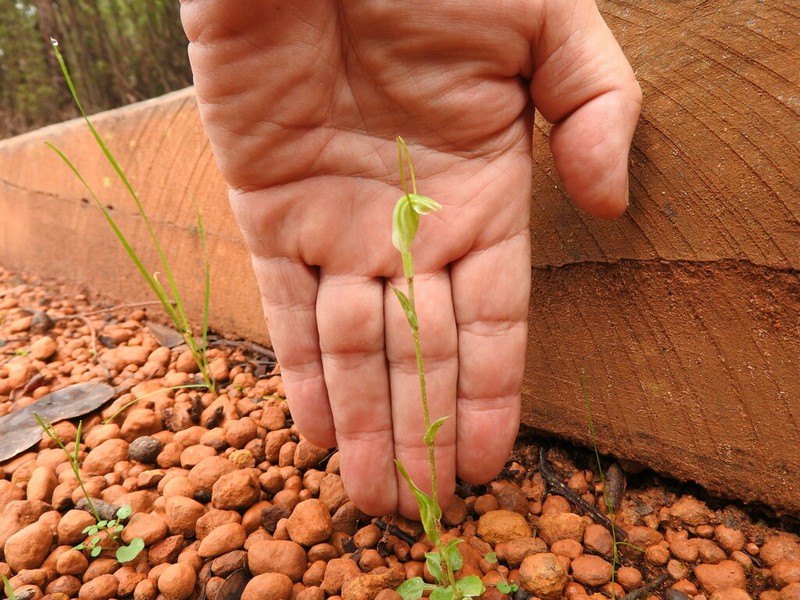 Pterostylis saxum photo 3