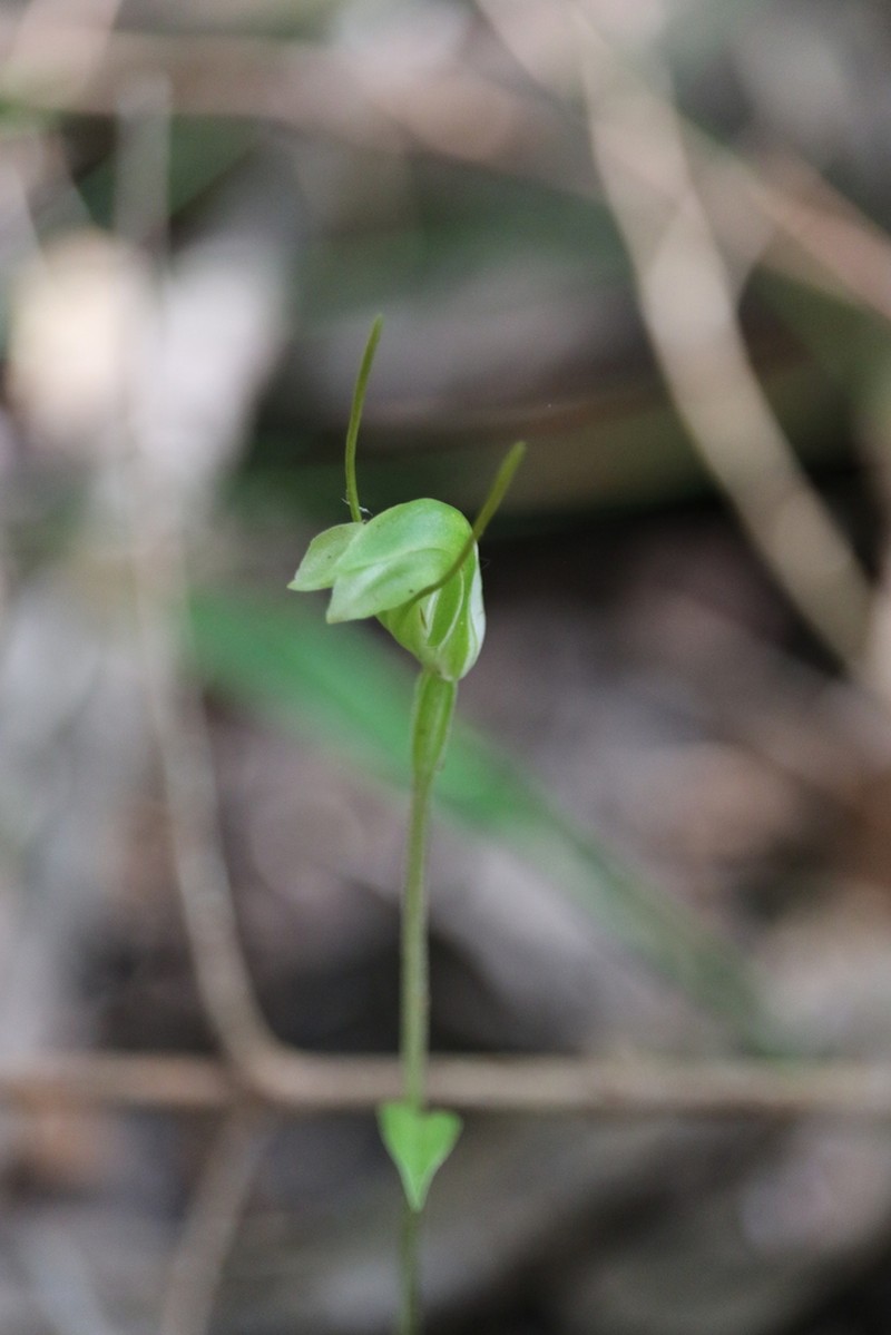 Pterostylis saxum photo 4