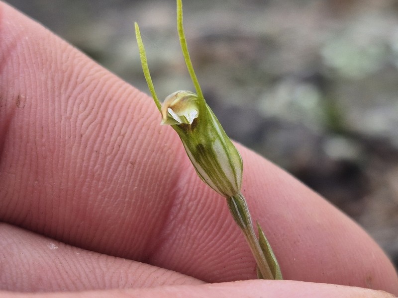 Pterostylis saxum photo 6