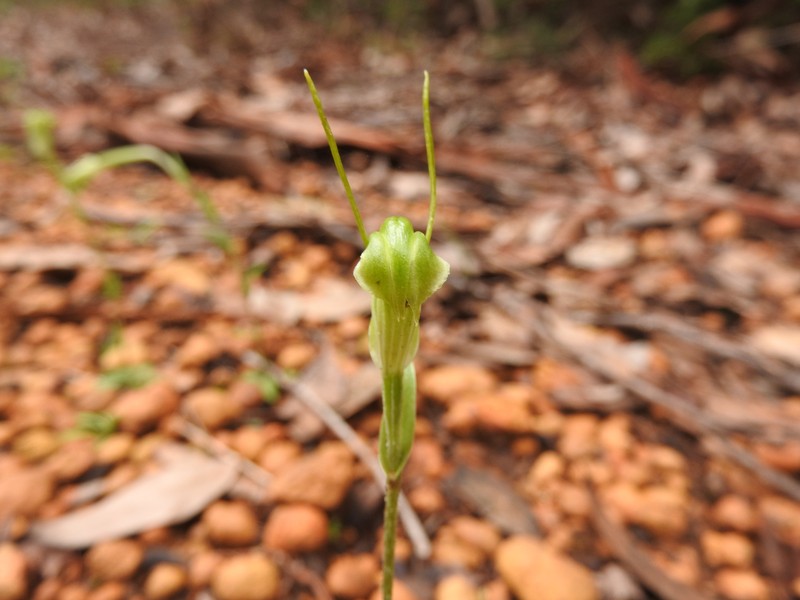 Pterostylis saxum photo 7
