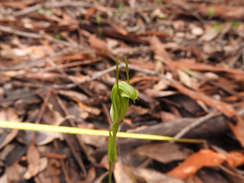 Pterostylis saxum photo 8