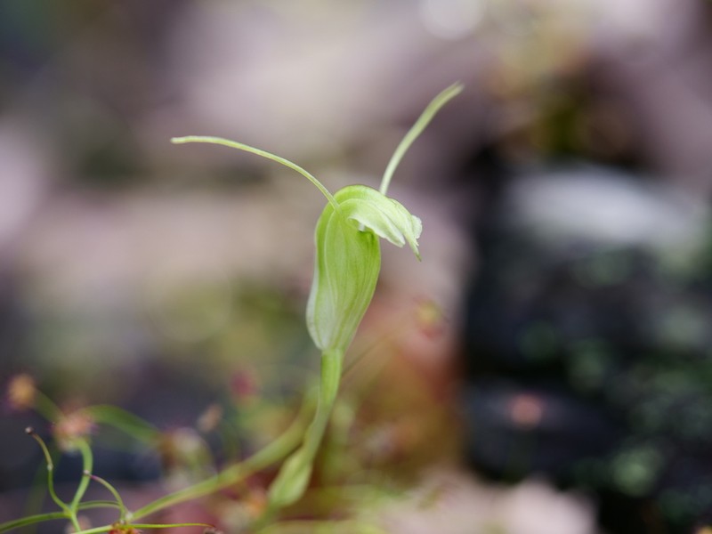 Pterostylis scabrella photo 2