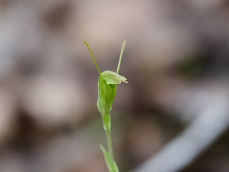 Pterostylis scabrella photo 3