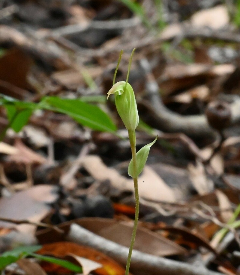 Pterostylis scabrella photo 4