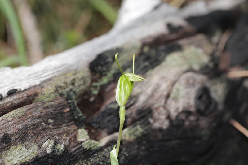 Pterostylis scabrella photo 5