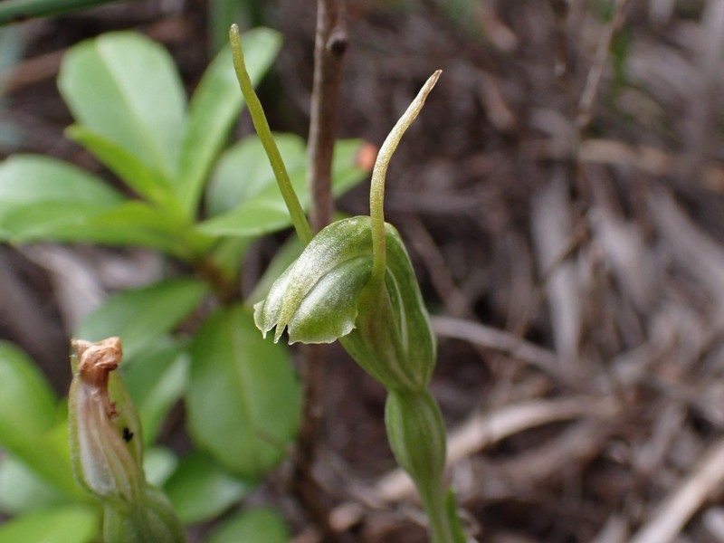 Pterostylis scabrella photo 6