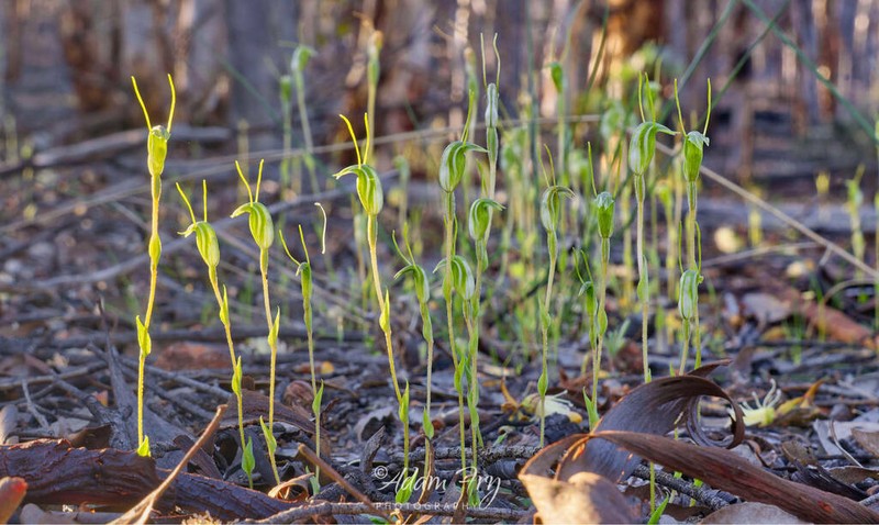 Pterostylis setulosa
