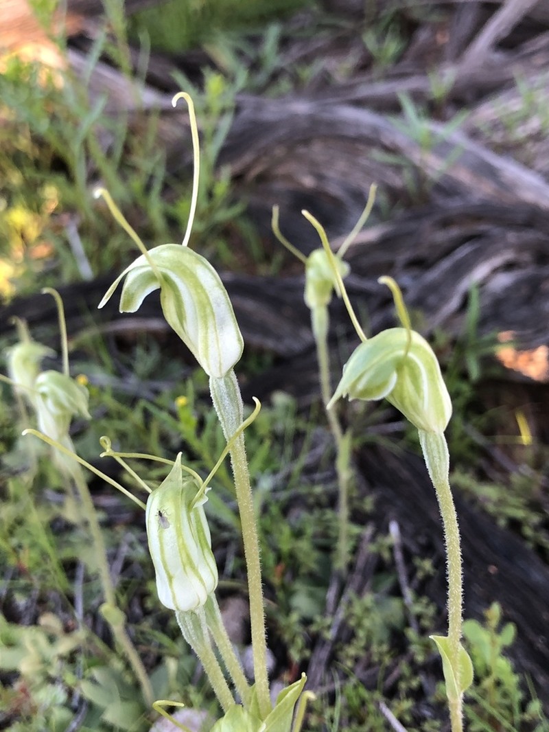 Pterostylis setulosa photo 2