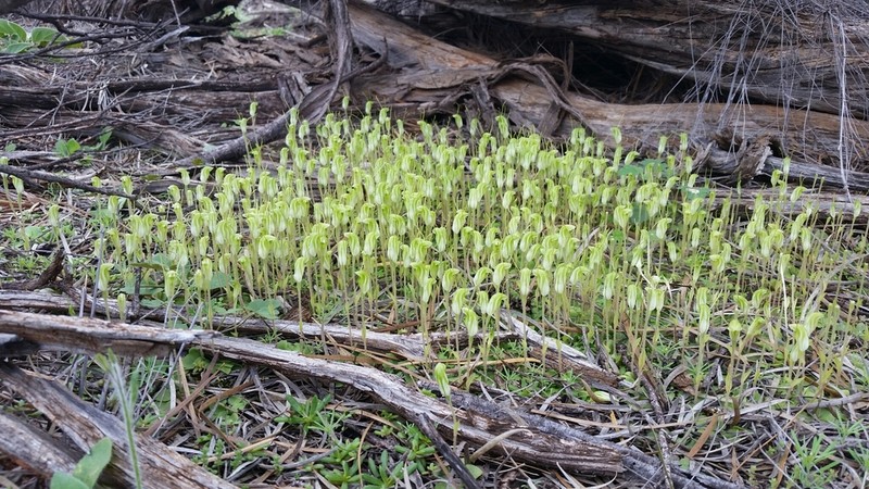 Pterostylis setulosa photo 3