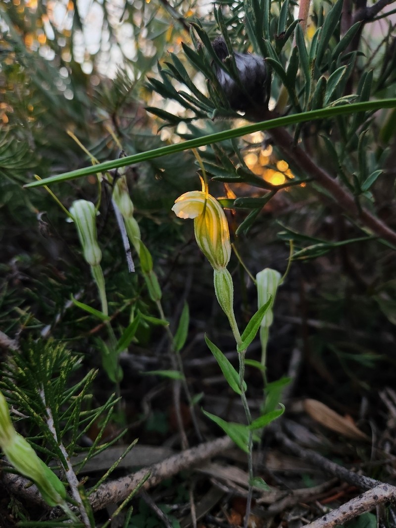 Pterostylis setulosa photo 4