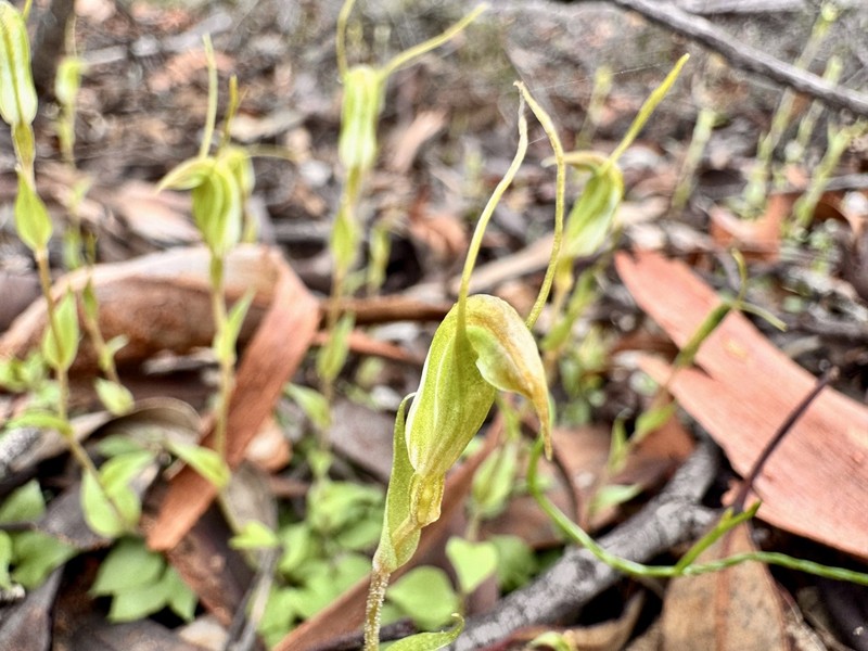 Pterostylis setulosa photo 5