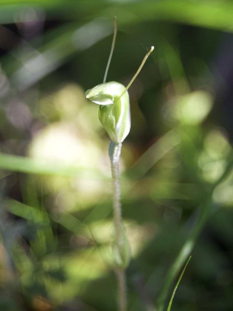 Pterostylis setulosa photo 6