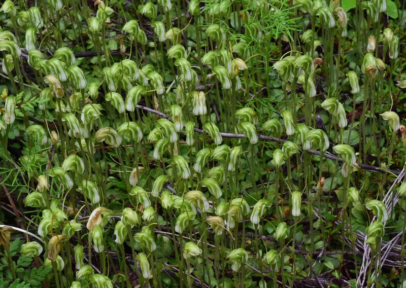 Pterostylis setulosa photo 7