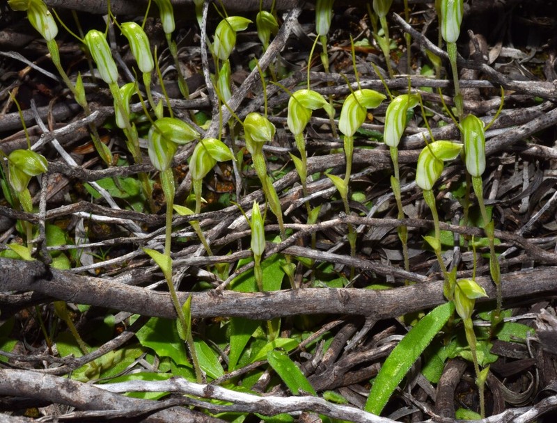 Pterostylis setulosa photo 8