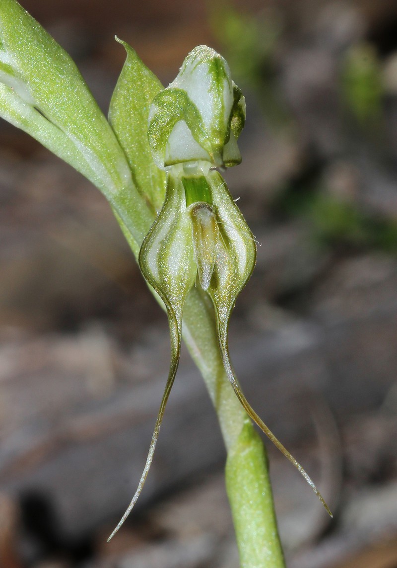 Pterostylis simulans photo 3