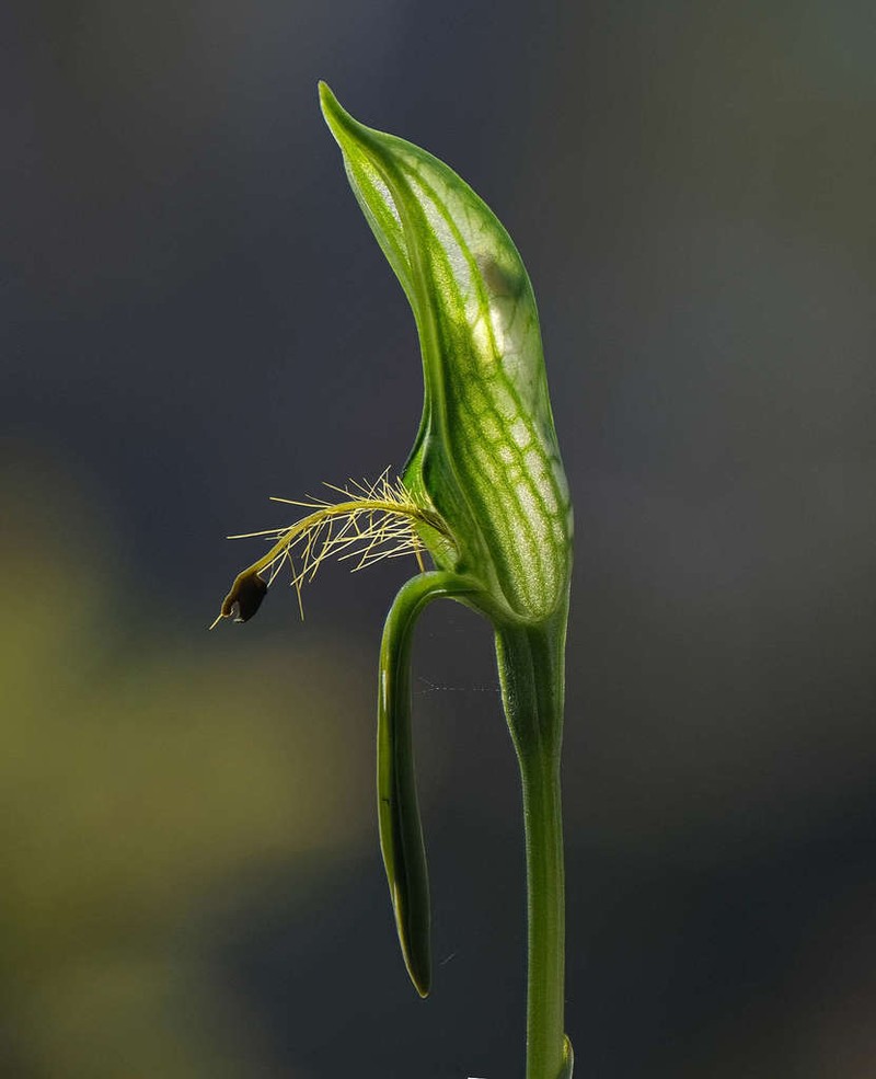 Pterostylis straminea