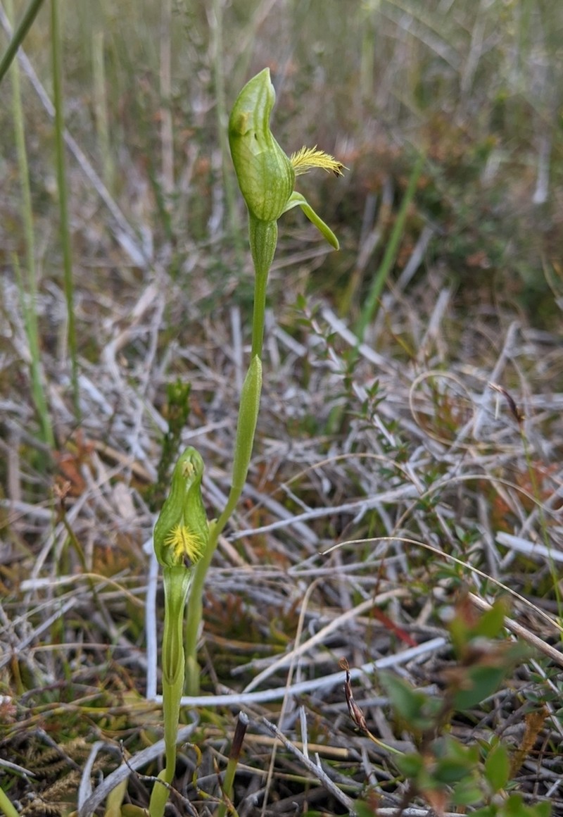 Pterostylis straminea photo 2