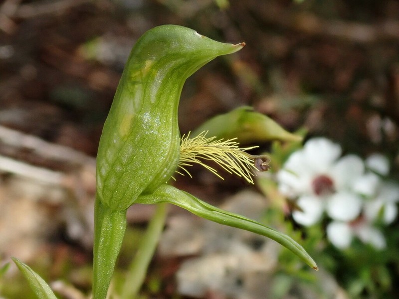 Pterostylis straminea photo 3