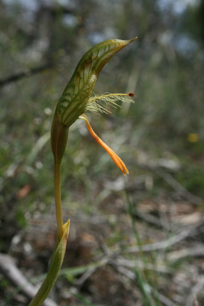Pterostylis straminea photo 4