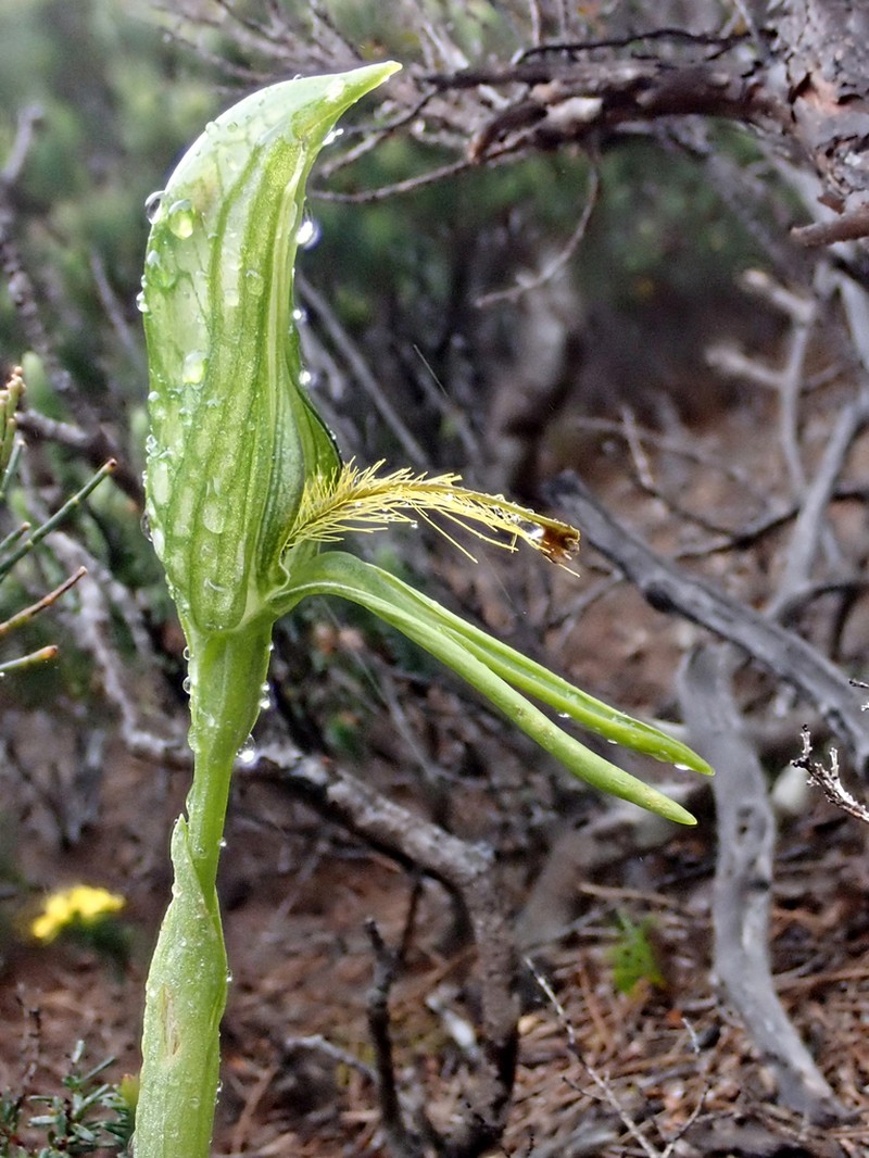 Pterostylis straminea photo 5