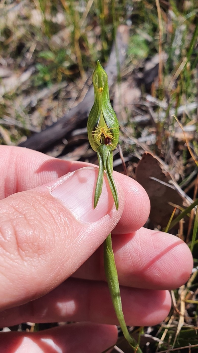 Pterostylis straminea photo 6
