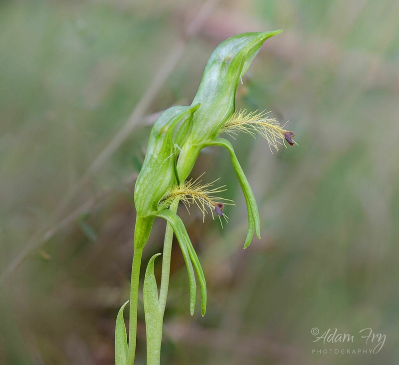 Pterostylis straminea photo 7