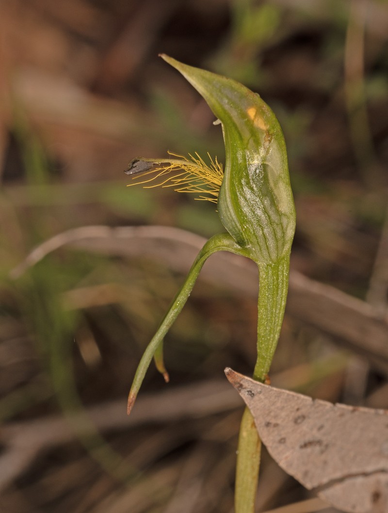 Pterostylis straminea photo 8